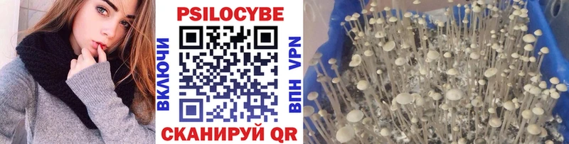 Псилоцибиновые грибы Psilocybe  Купить где  Сосновка 